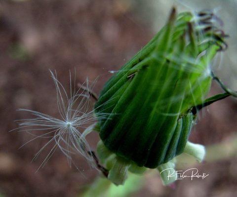 <KENOX S1050  / Samsung S1050>